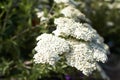 White flowers of asteraceae achillea distans in the garden.