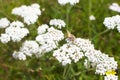 White flowers of asteraceae achillea distans in the garden.