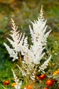 White flowers of Astilbe japonica. Floral delicate background of white astilbe flowers