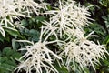White flowers of Astilbe japonica Garden plants