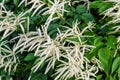White flowers of Astilbe japonica Summer period