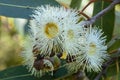 White flowers of an Australian corymbia abergiana. Royalty Free Stock Photo