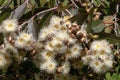 White flowers of an australian corymbia abergiana Royalty Free Stock Photo
