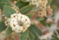 White flowers of the Australian native blue mallee Eucalyptus pleurocarpa,