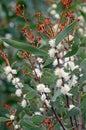 White flowers of the Australian native Finger Hakea, Hakea dactyloides Royalty Free Stock Photo