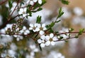 White flowers of the Australian native Flaky Barked Tea Tree, Gaudium trinervium, family Myrtaceae