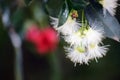 White flowers of the Australian native rainforest Red Apple Lilly Pilly, Syzygium ingens Royalty Free Stock Photo