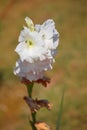 White flowers with background blur