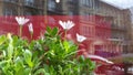white flowers on a background of blurred reflection of the city Royalty Free Stock Photo