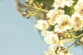White flowers background closeup Royalty Free Stock Photo
