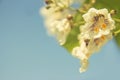 White flowers background closeup Royalty Free Stock Photo