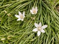 White flowers on a background of green grass.  Beautiful natural background. Royalty Free Stock Photo