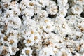 White flowers background, latin name Achillea Ptarmica The Pearl, selective focus Royalty Free Stock Photo