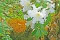 White flowers background,Rhododendron arboreum Azalea in doi inthanon National park of Thailand in Chiang Mai,highest mountain of