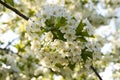 White flowers on banch