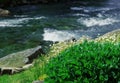 White flowers on the Bank of a mountain river. Royalty Free Stock Photo