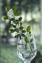 White flowers on beautiful background