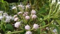 Beautiful white flowers, small white flower, filamentous flowers