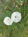 White flowers beautiful tree and palnt Royalty Free Stock Photo