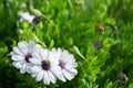 White flowers and a bee, chamomile grass, spring in Greece. beautiful wallpaper Royalty Free Stock Photo