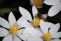 White flowers with bee on petal.