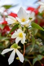 White Flowers of Begonia boliviensis Royalty Free Stock Photo