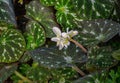 Begonia pustulata against its distinctive, textured leaves Royalty Free Stock Photo