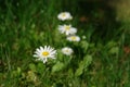 White flowers of Bellis perennis (common, lawn or English daisy) on the lawn on a sunny day, close-up, selective focus Royalty Free Stock Photo