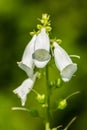 White flowers bells Royalty Free Stock Photo