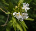 White flowers bells in the garden Royalty Free Stock Photo