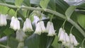 White flowers-bells Solomon's seal