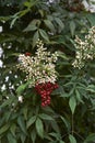 White flowers of Nandina domestica shrub Royalty Free Stock Photo