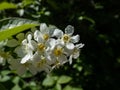 White flowers of the Bird cherry or Mayday tree (Prunus padus) in full bloom. White flowers in pendulous long