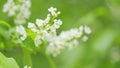 White flowers of bird cherry or rosaceae. This is a cherry variety. Spring blooming. Slow motion. Royalty Free Stock Photo