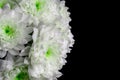 White flowers on black background