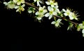 white flowers on black background Royalty Free Stock Photo