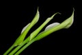 White flowers on black background white calla  ca Royalty Free Stock Photo