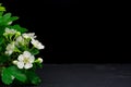 White flowers on black background  Happy birthday Royalty Free Stock Photo