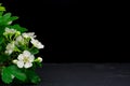 White flowers on black background Happy birthday