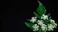 White flowers on black background Happy birthday