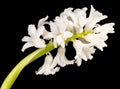 White flowers On Black Backgroundtulip