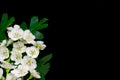 White flowers on black background