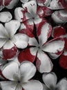 White flowers with blood painting color