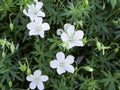 White flowers of bloody crane`s bill blooming Royalty Free Stock Photo