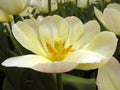 White flowers in bloom