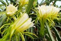 White flowers bloom and beautiful dragon