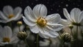 white flowers bloom after being watered in the afternoon