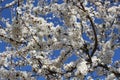 White flowers bloom on the branches of an apricot tree in early spring in the sun against a blue sky Royalty Free Stock Photo