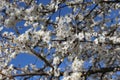 White flowers bloom on the branches of an apricot tree in early spring in the sun against a blue sky Royalty Free Stock Photo