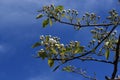 White flowers bloom from buds on a pear tree on a sunny spring day Royalty Free Stock Photo